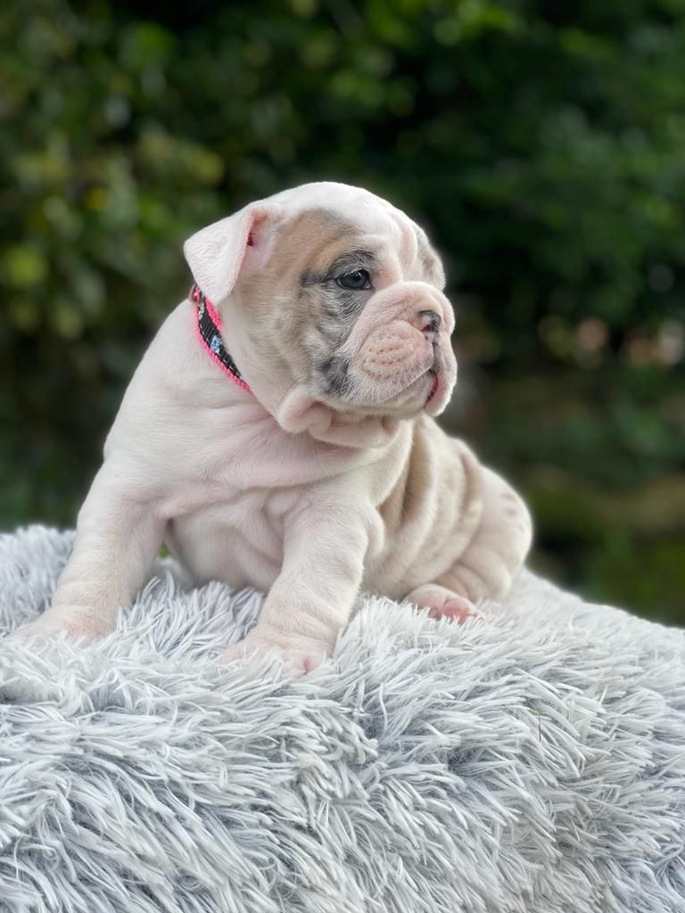 English Bulldog lilac fawn male available now - 8