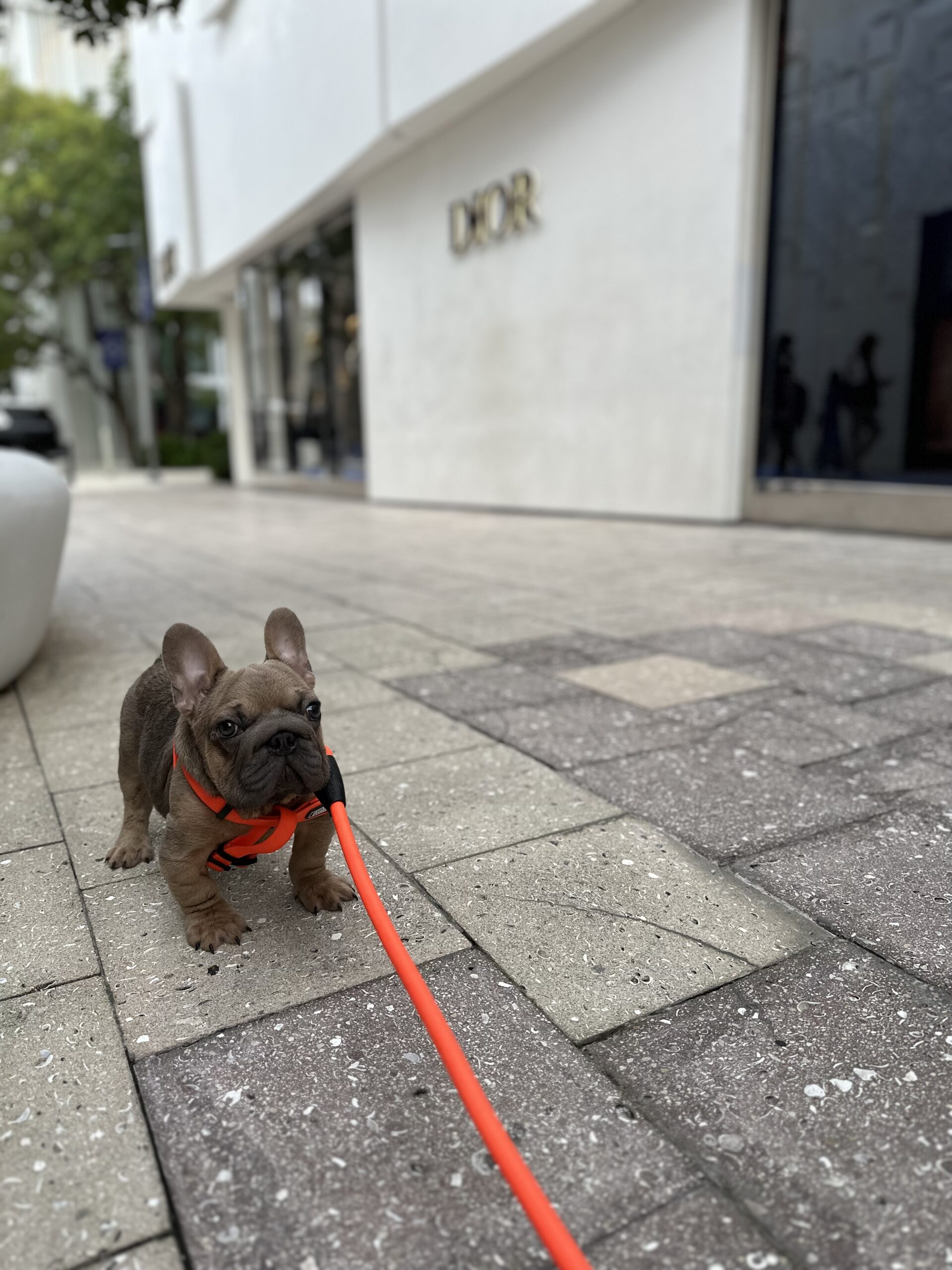 English bulldog blue tree and tan male available now