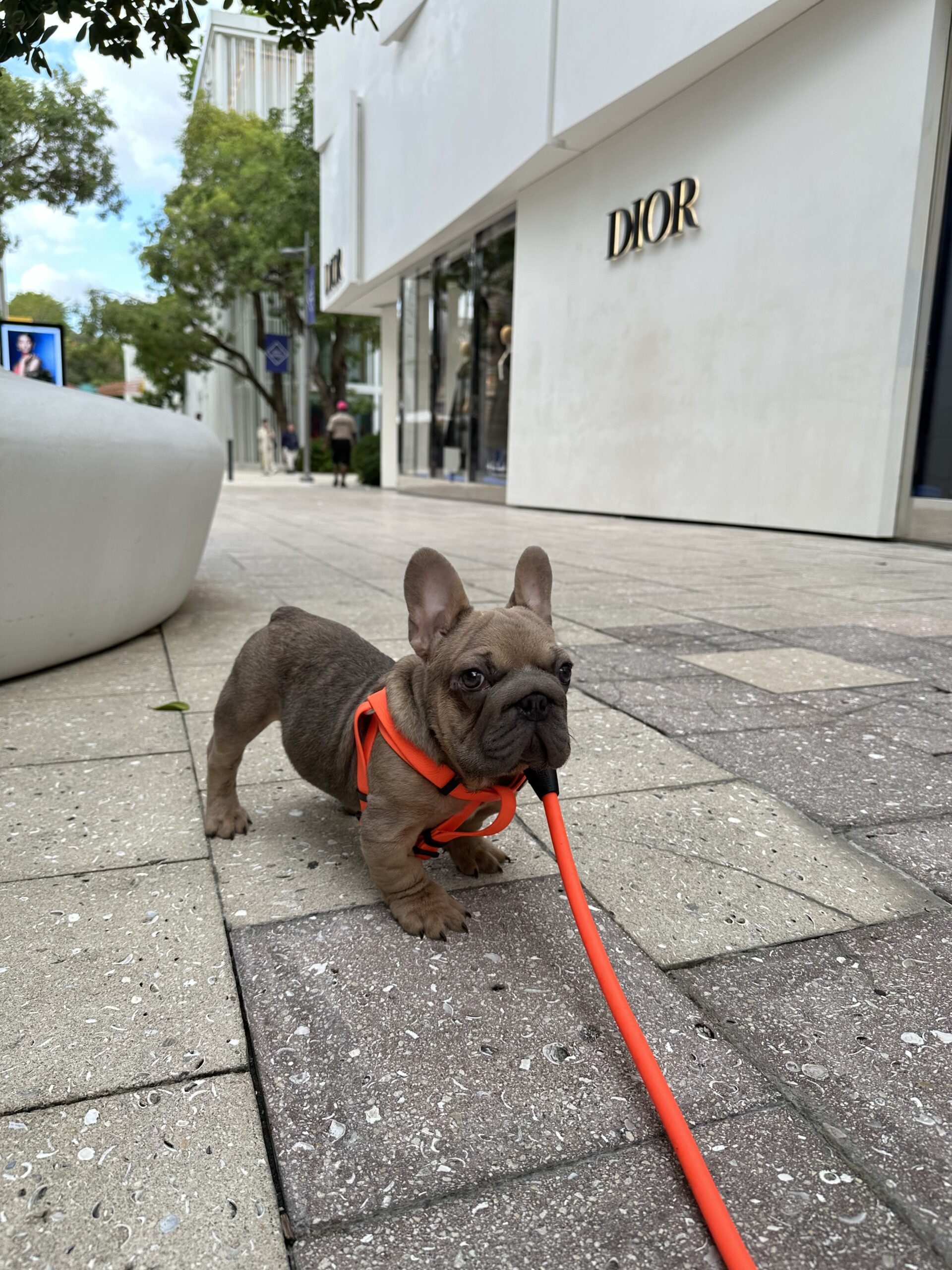 English bulldog blue tree and tan male available now - 2