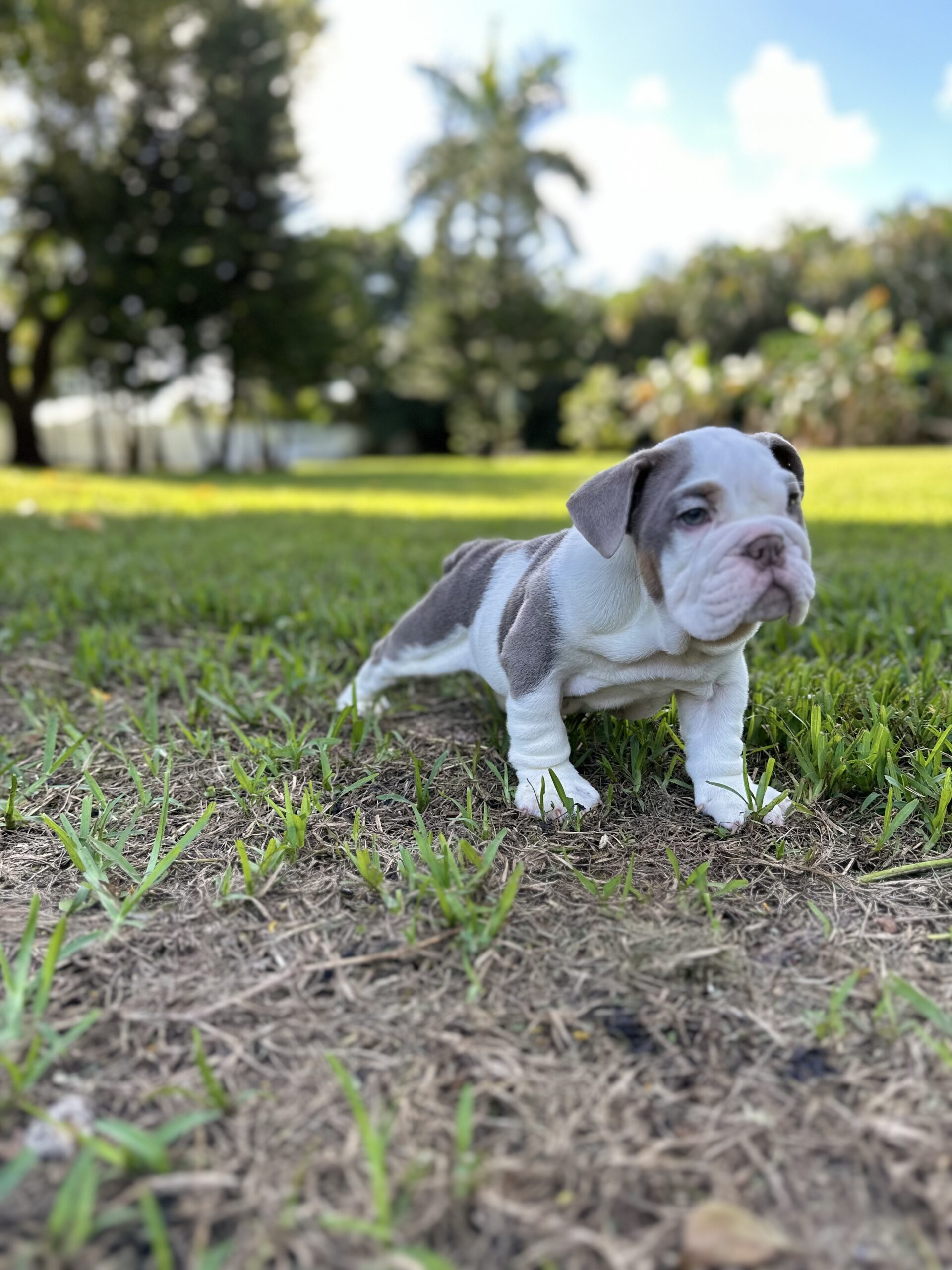 french bulldog Platinum Big rope velvet female available , Master bulldogs La Abuela - 5