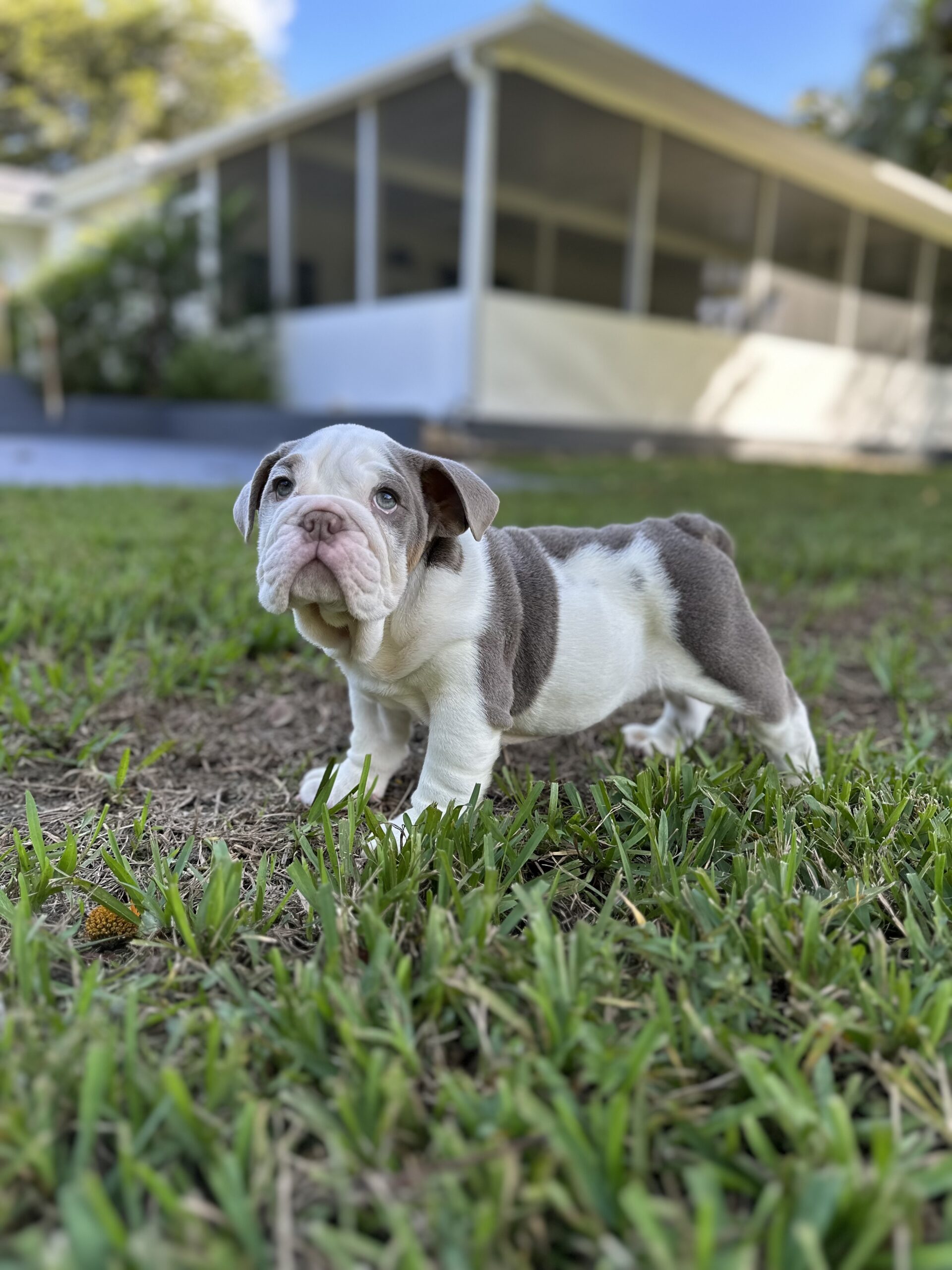 french bulldog Platinum Big rope velvet female available , Master bulldogs La Abuela - 2