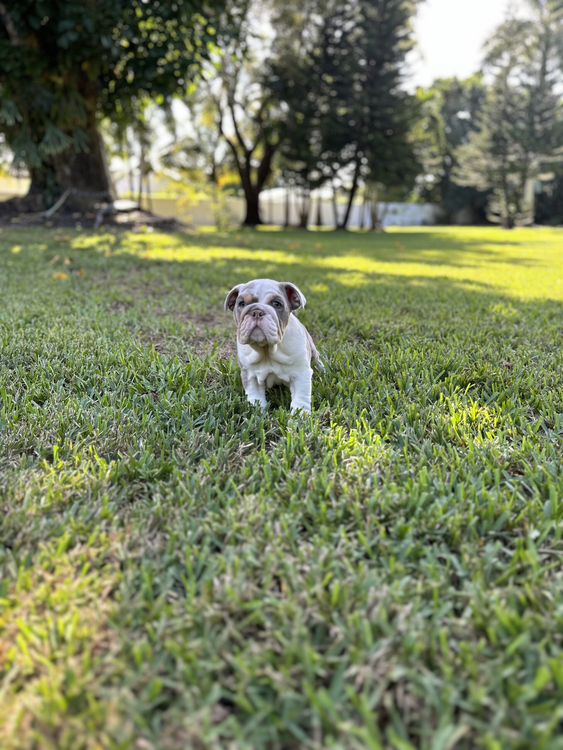 French Bulldog Blue and tan Big Rope Velvet, Master Bulldogs Guillermo - 3