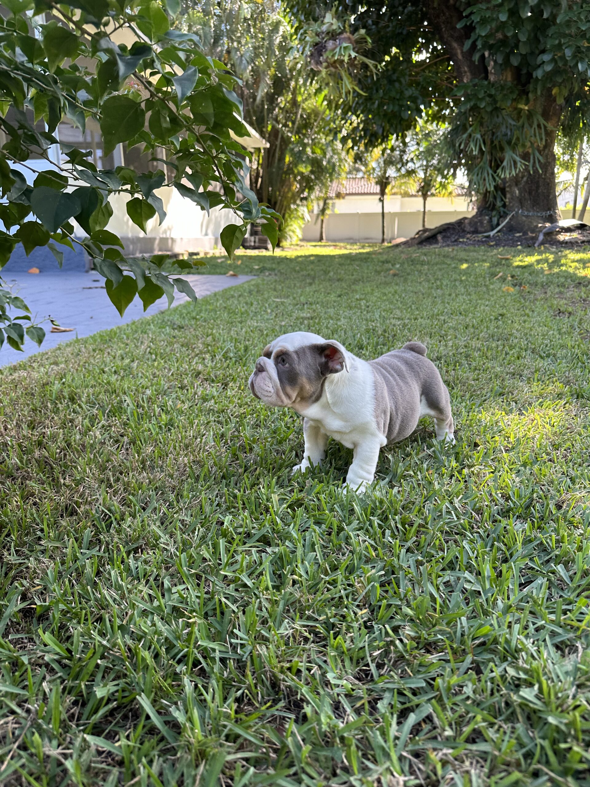 French Bulldog Blue and tan Big Rope Velvet, Master Bulldogs Guillermo - 5