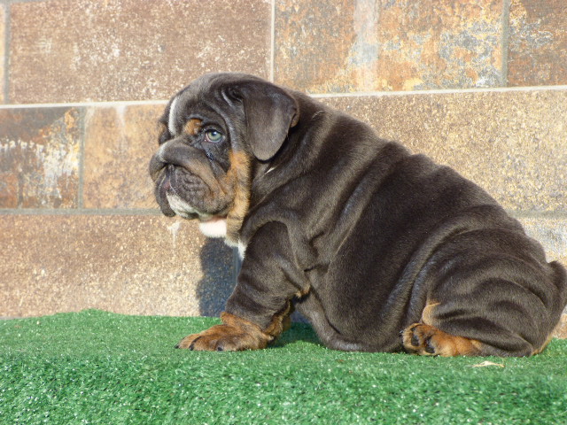 English bulldog lilac tree male available - 6