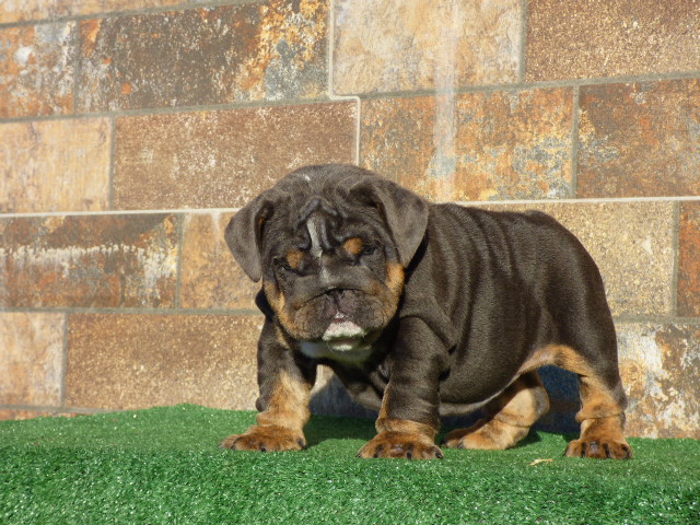 English bulldog lilac tree male available - 7