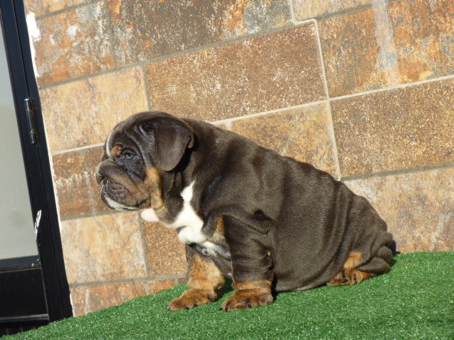English bulldog lilac tree male available - 4
