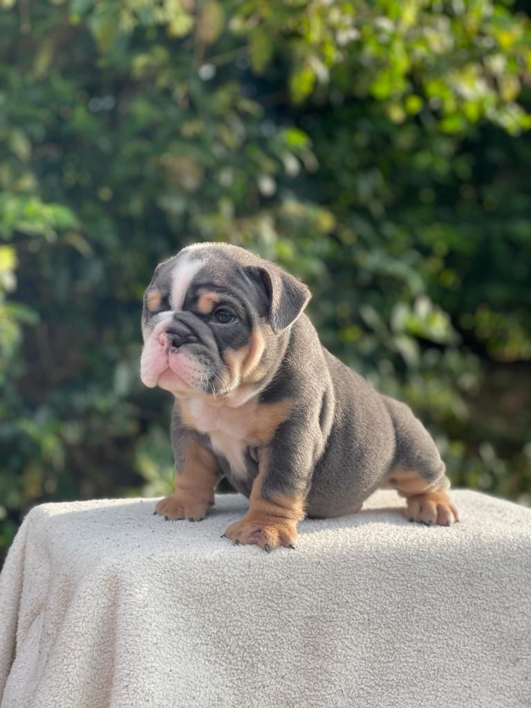French Bulldog lilac fawn female,Master Bulldogs Antonella - 6
