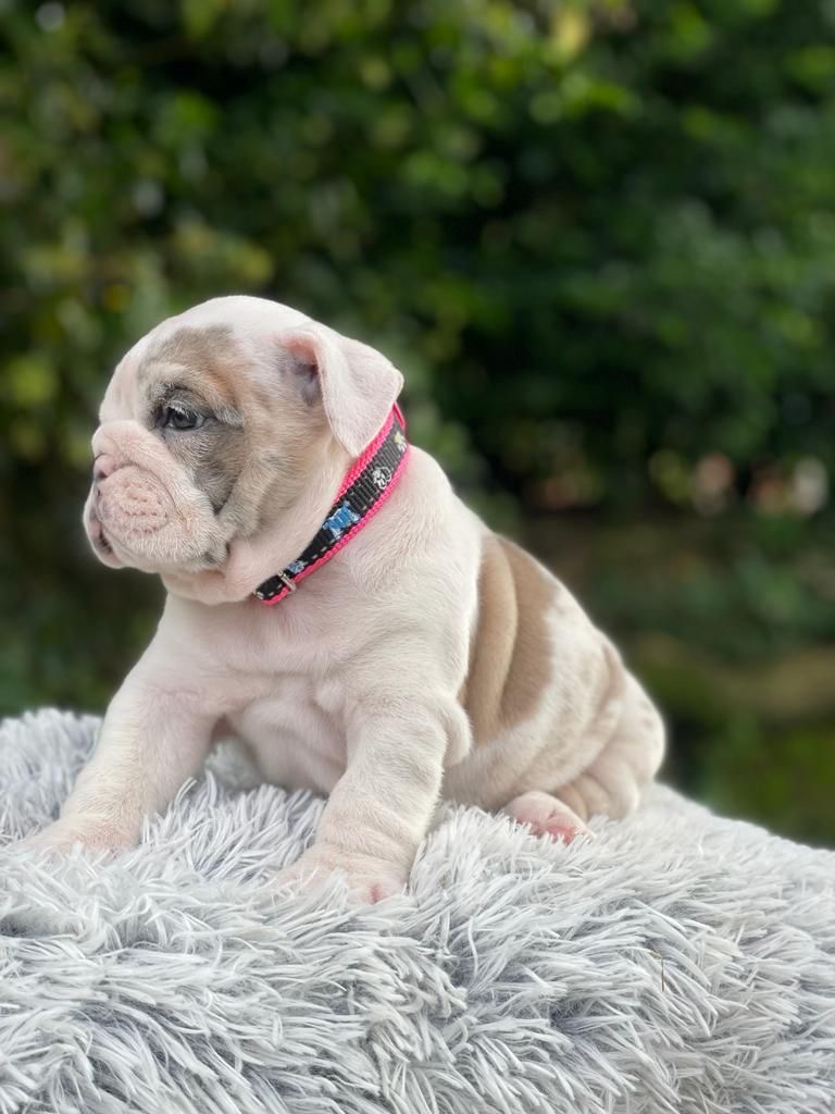 English Bulldog lilac fawn male available now - 5