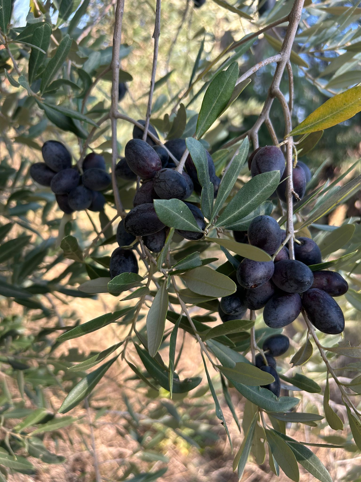 Slow Food – Die Tempel des Öls – Olivi Patriarchi - Image 8