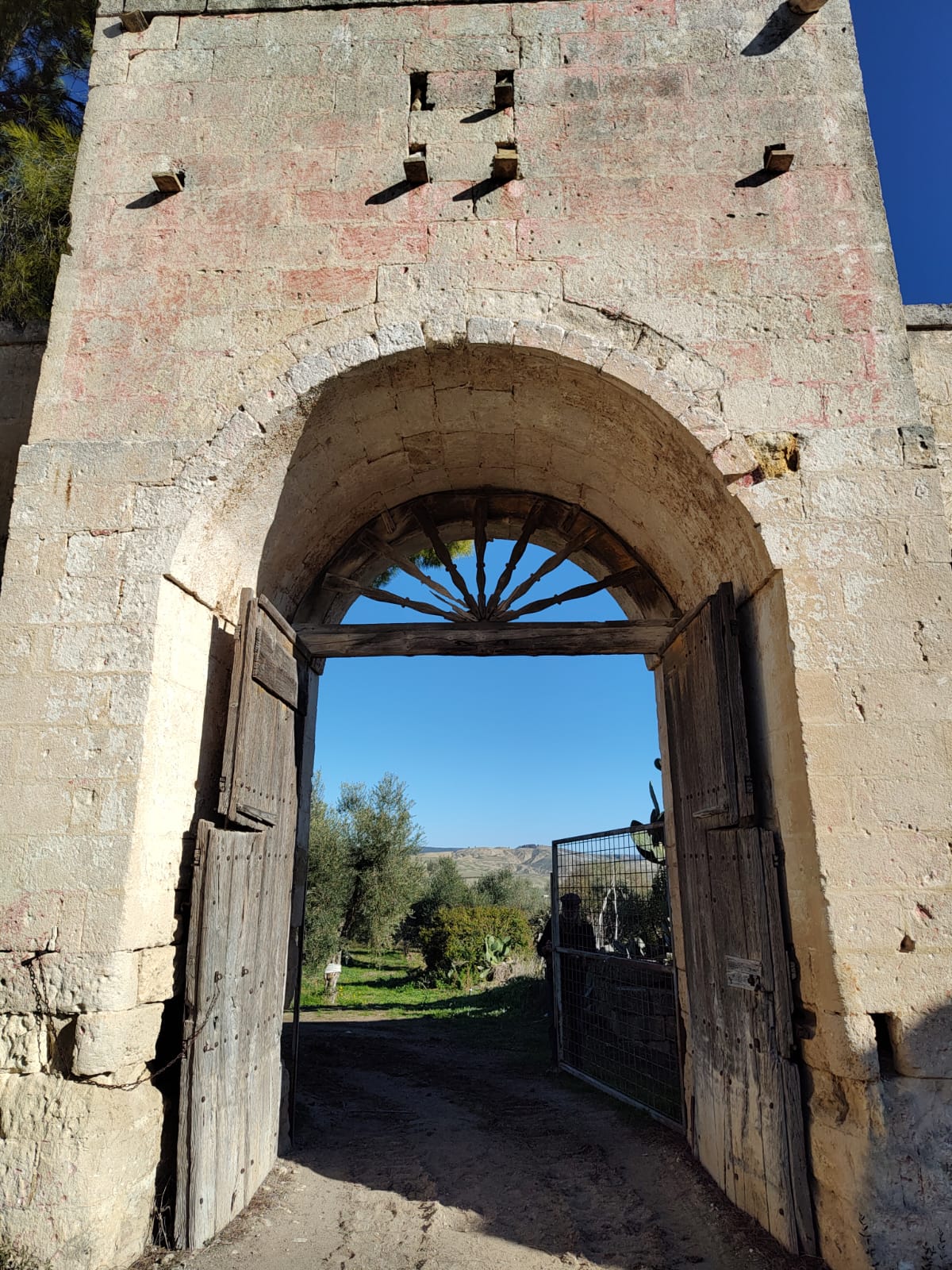 Slow Food – Die Tempel des Öls – Olivi Patriarchi - Image 7