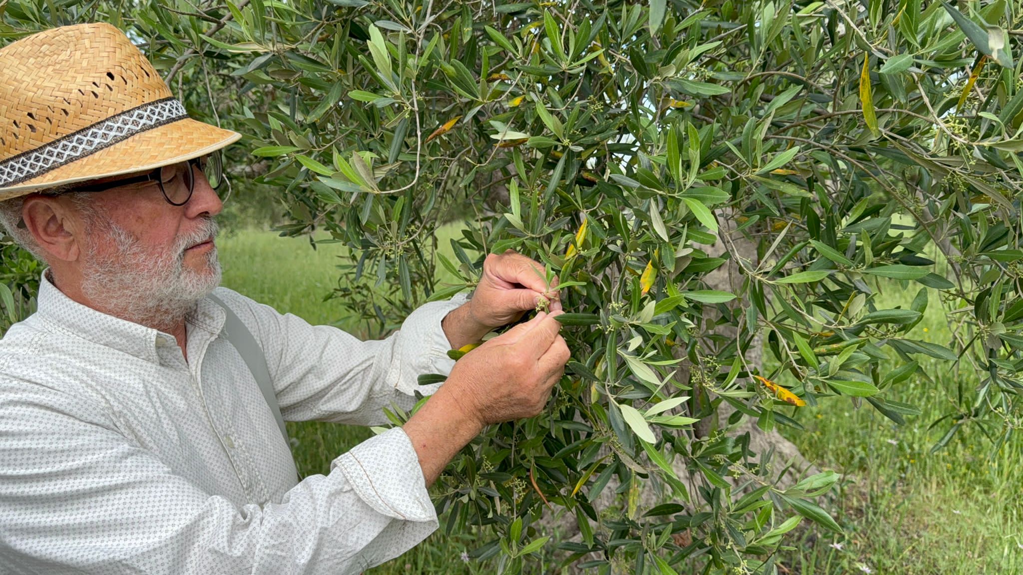 Slow Food – Die Tempel des Öls – Olivi Patriarchi - Image 6