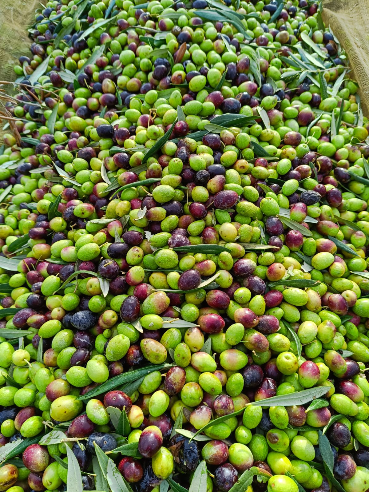 Slow Food – Novellolio: Öl, Brot und Geschichten in Matera - Image 2