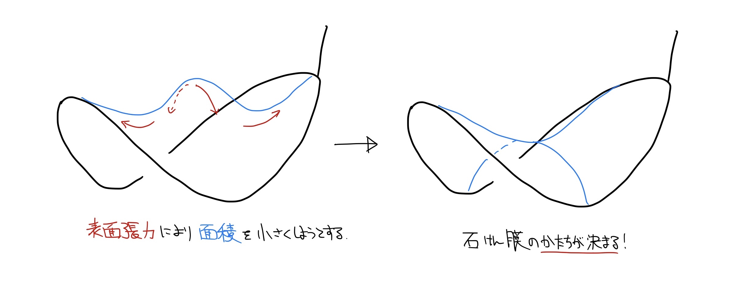 枠を張る石鹸膜形成のイメージ