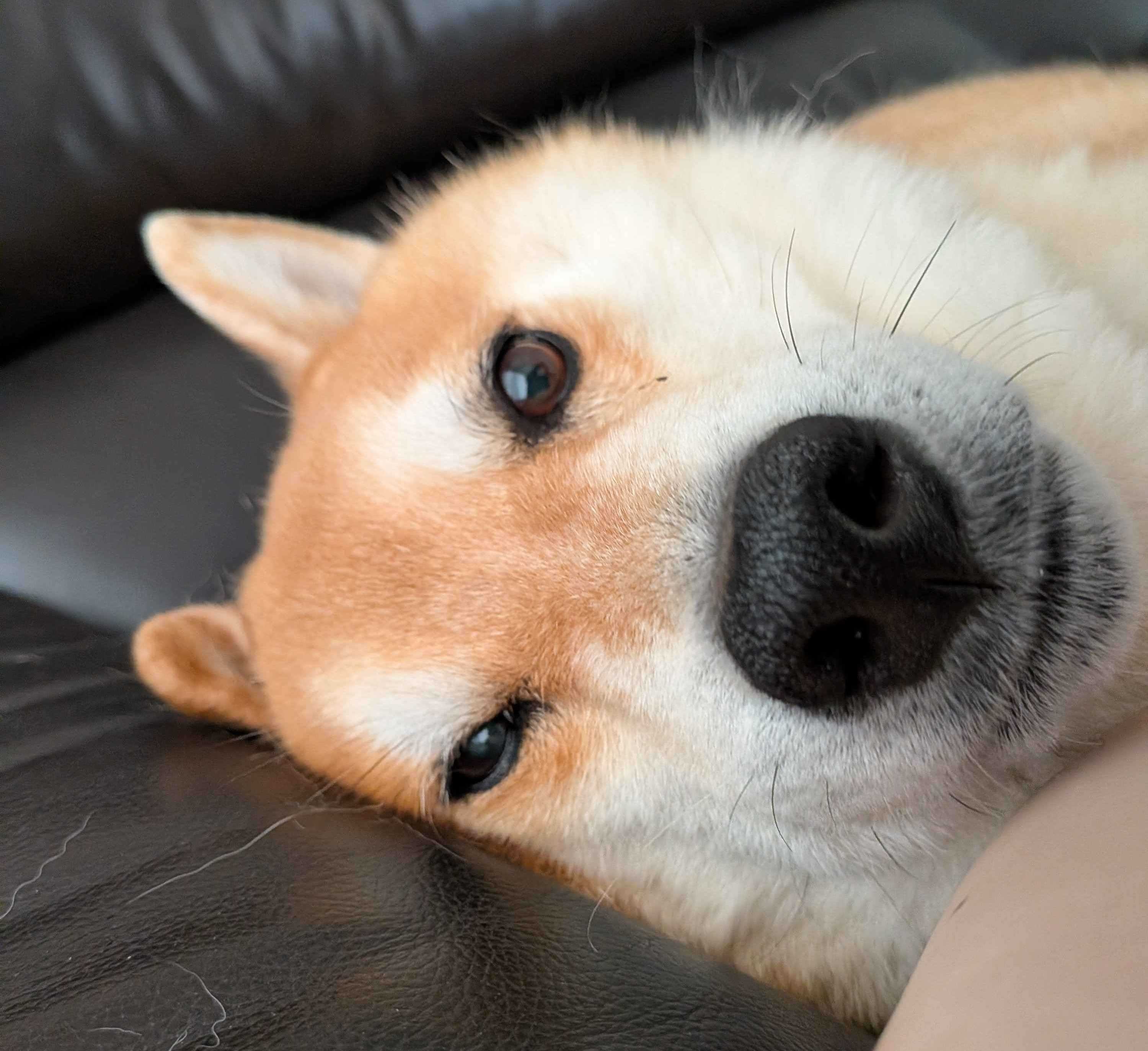🐶