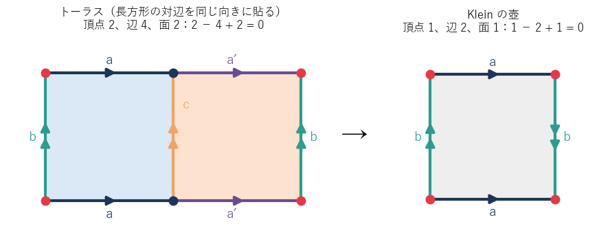 左：長方形の対辺を同じ向きに貼ったトーラス。頂点 2（赤と紺）、辺 4（a、a′、b、c）、面 2。右：Klein の壺の正方形。頂点 1、辺 2、面 1。左半分はそのまま、右半分は上下を反転して右に重ねると、トーラスの各胞体が Klein の壺の胞体に 2 つずつ乗る