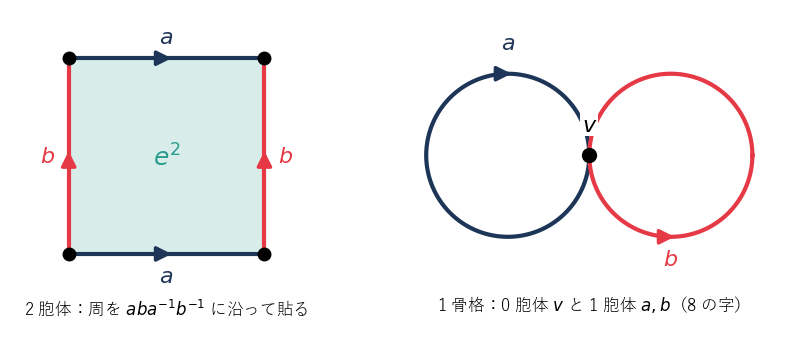 左は 2 胞体の特性写像の定義域の正方形で、下と上の辺が a、左と右の辺が b に貼られる。右は 1 骨格で、0 胞体 v に 1 胞体 a と b を貼った 8 の字