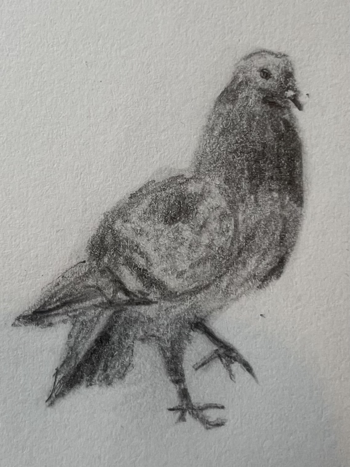pigeon