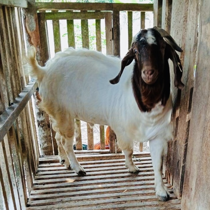 Kambing Yu-kun
