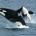 orca