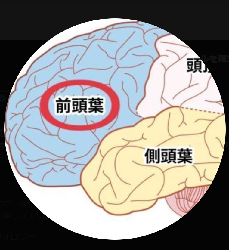 前頭葉