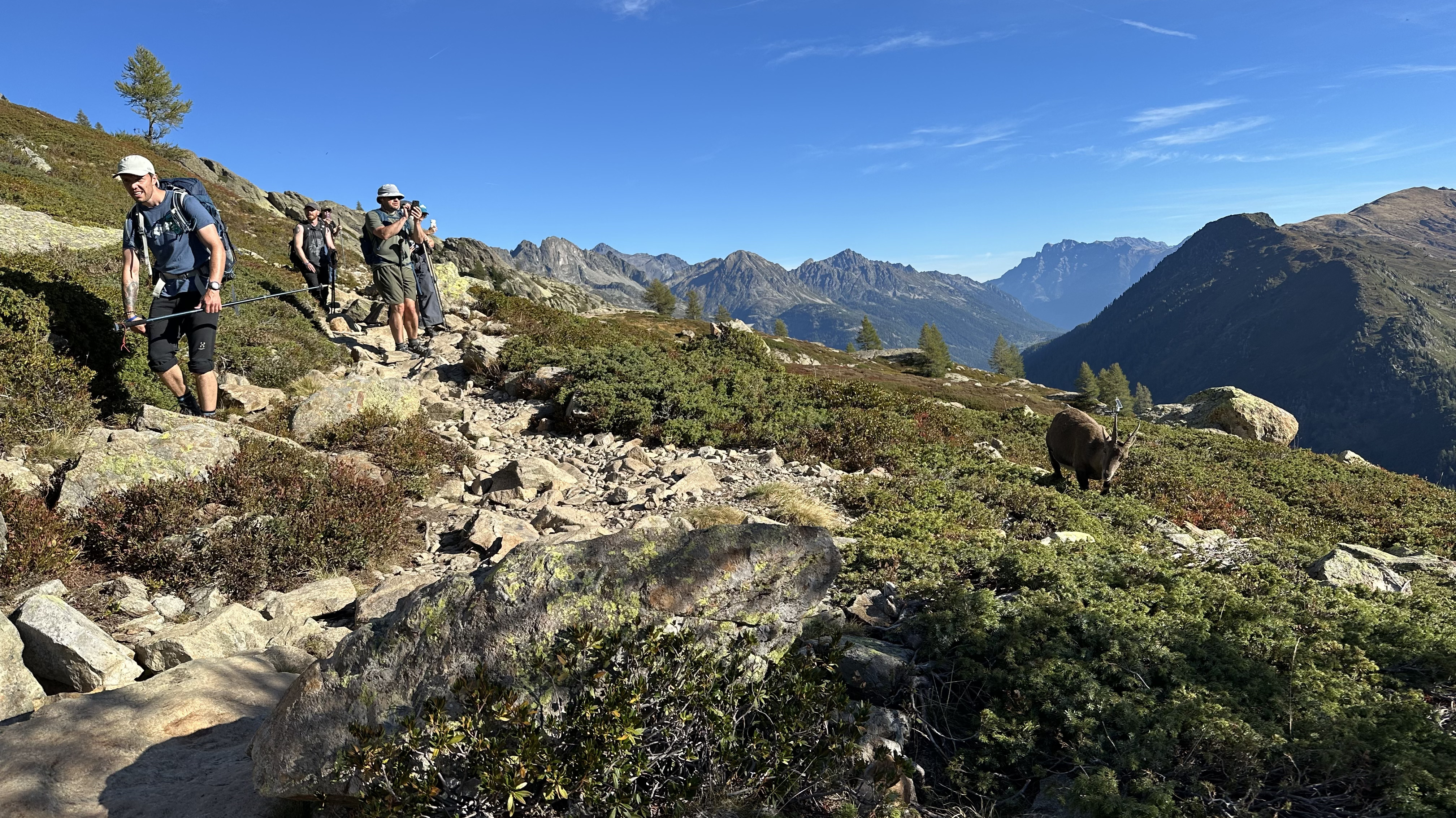Il Re del Gran Paradiso: segreti, leggende e ingegneria naturale dello Stambecco