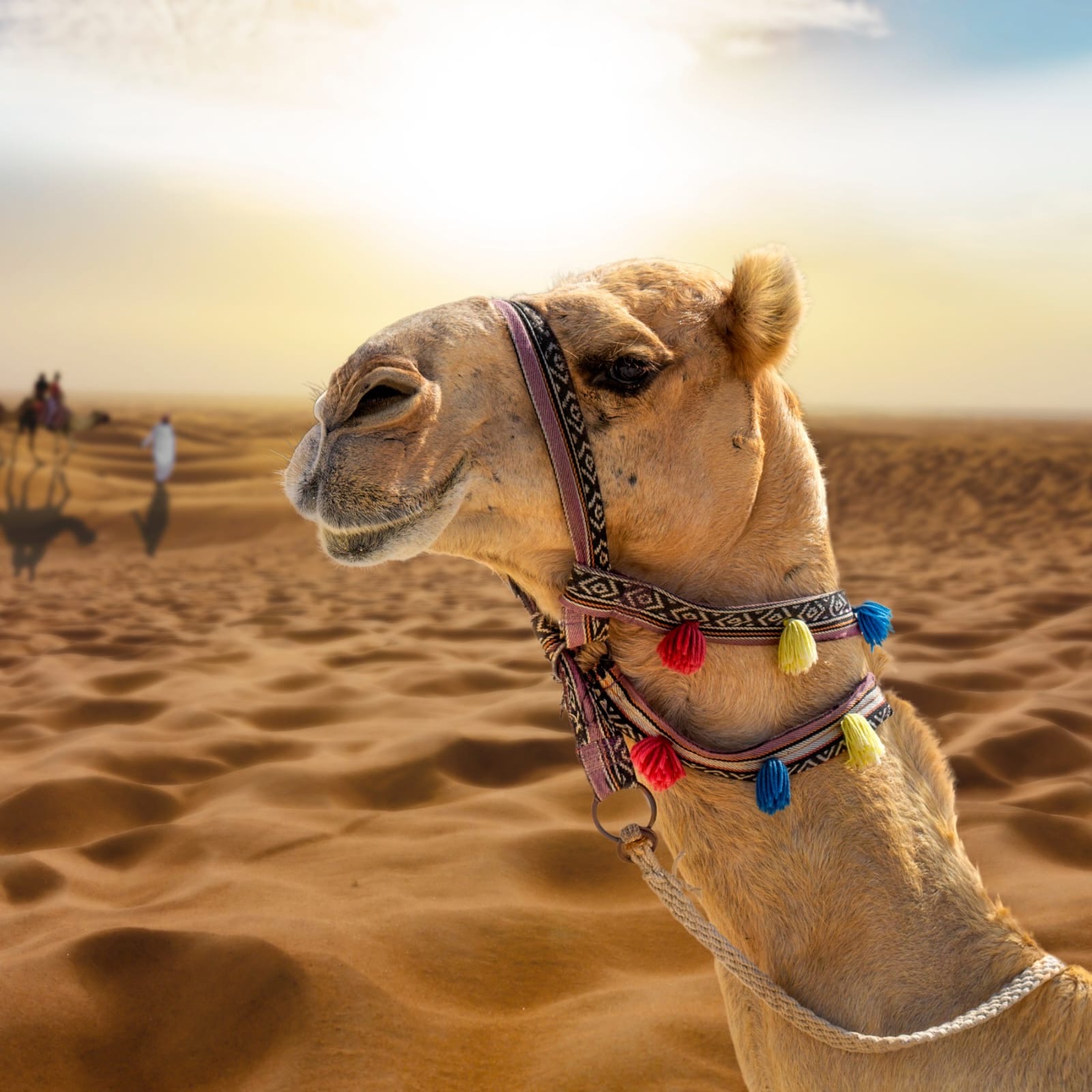 Camel rental