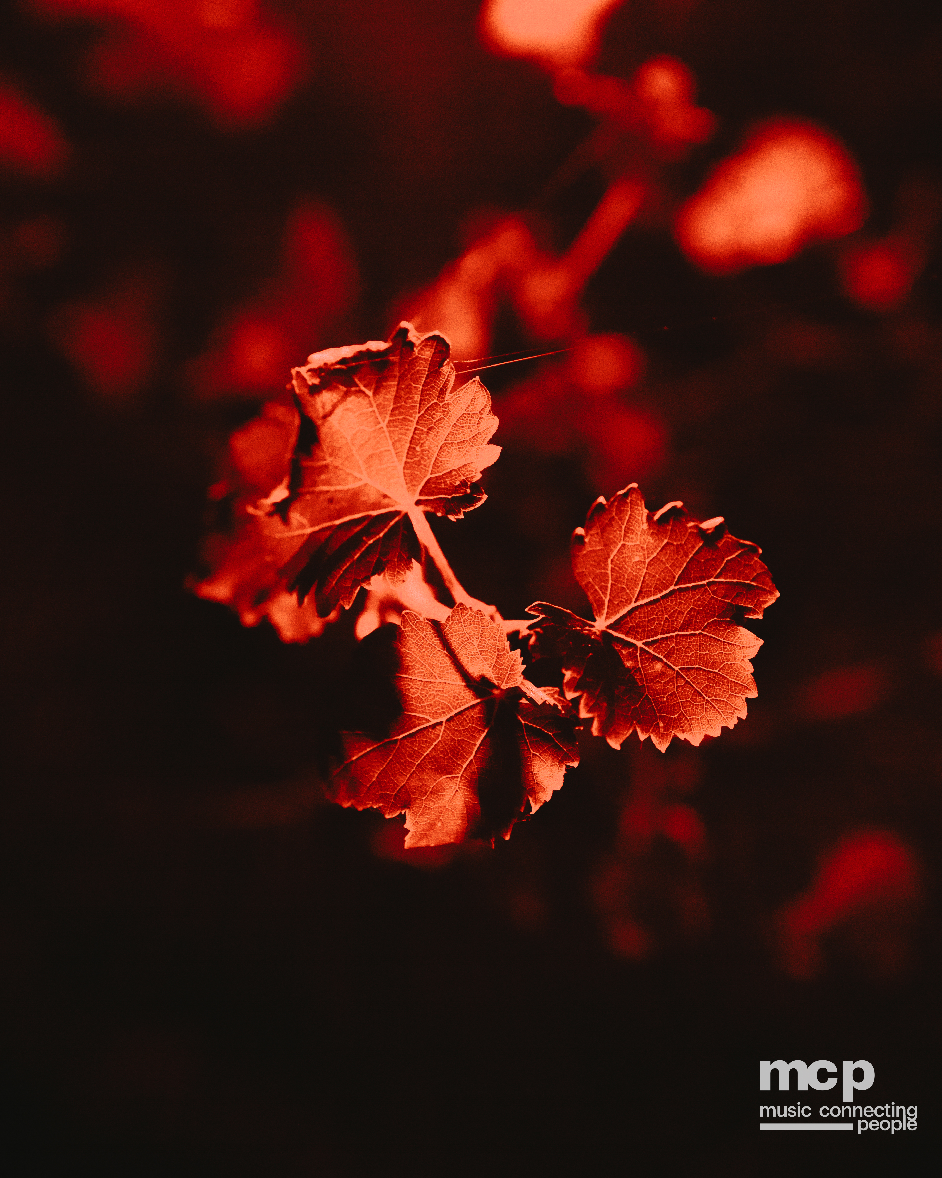 :EP 13. LOST INTO THE WILD & — SUMMER GOODBYES - Photo 48