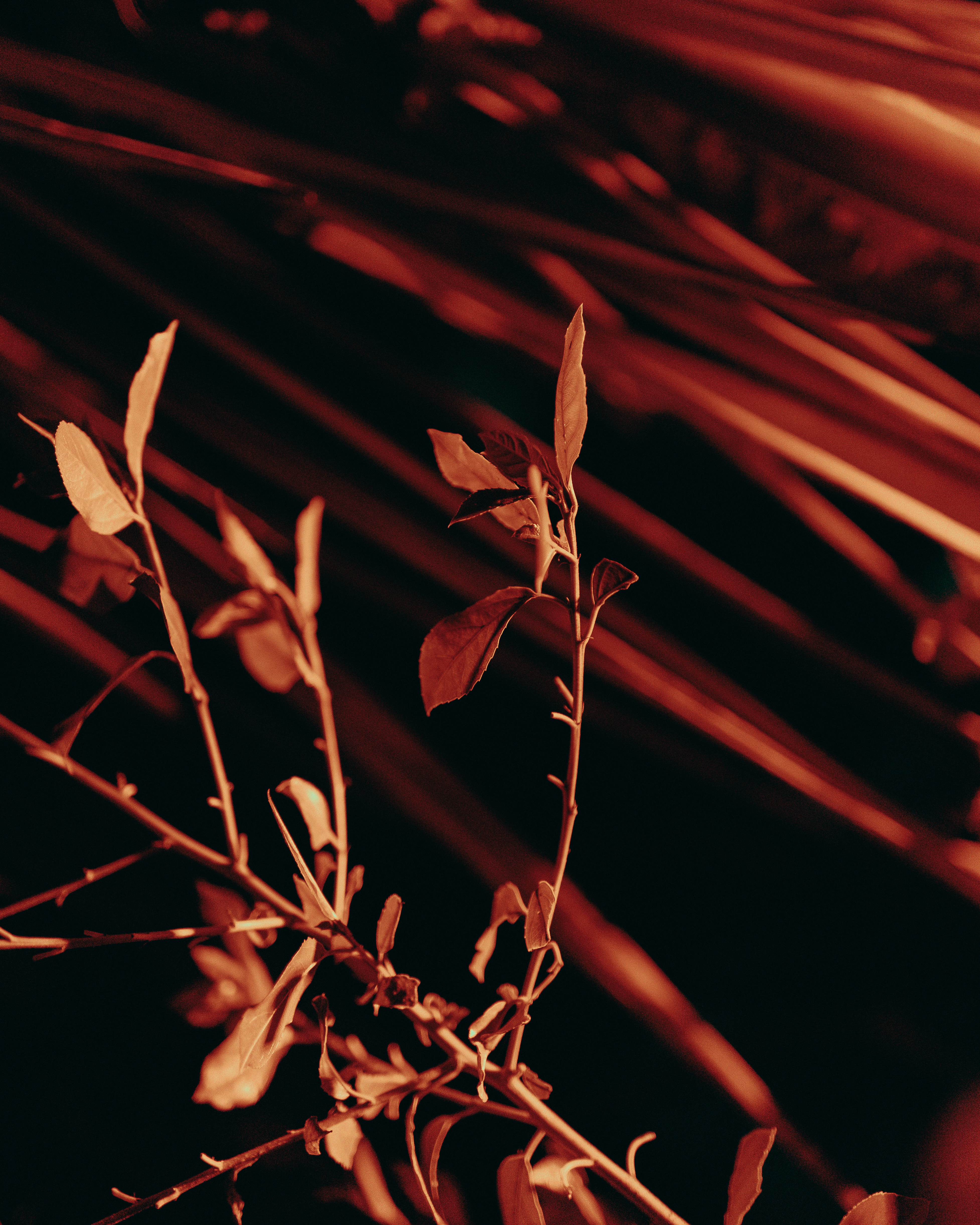 MCP X CLUT - Photo 8