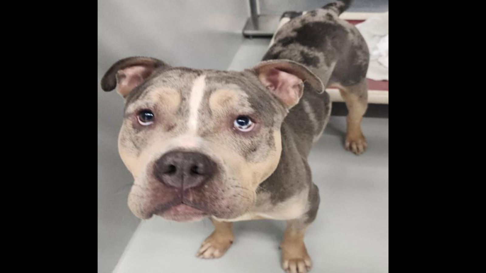 “He’s loving and gentle”: locals defend a Boston pit bull named Tyson accused of vicious attack