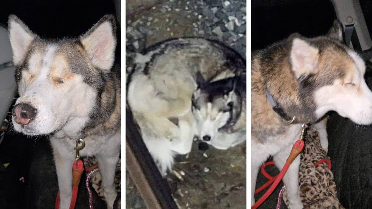 Adorable blind husky vanishes from western MA home and spends the entire day lost — a drone team found her in the dark