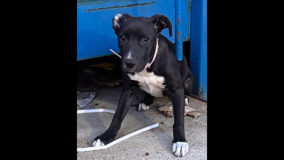 Puppy with a pink collar and nowhere to go found wedged under a dumpster in Everett — she'd been out there for days and not a single person has called