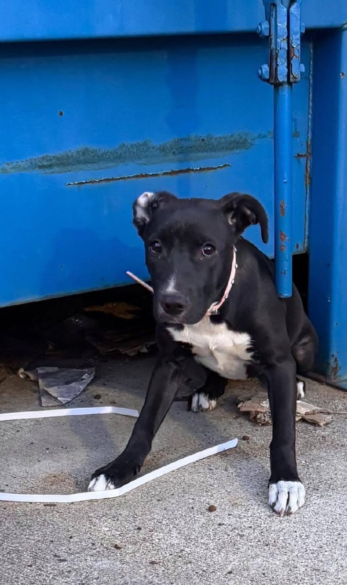 Puppy found under dumpster in Everett