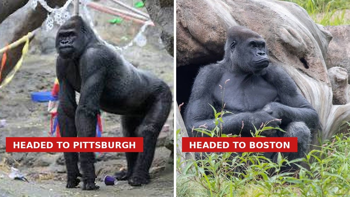 Done deal: Boston ships veteran silverback Little Joe to Pittsburgh, picks up 7-year-old prospect Frankie