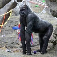 Little Joe, the 33-year-old silverback at Franklin Park Zoo.