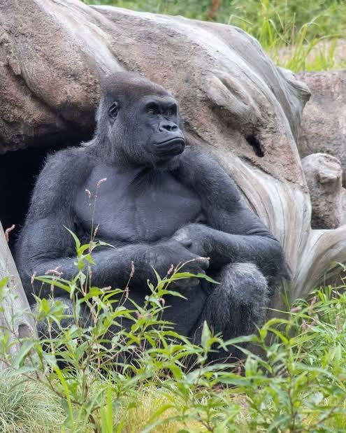 Frankie, the 7-year-old western lowland gorilla coming to Franklin Park Zoo.
