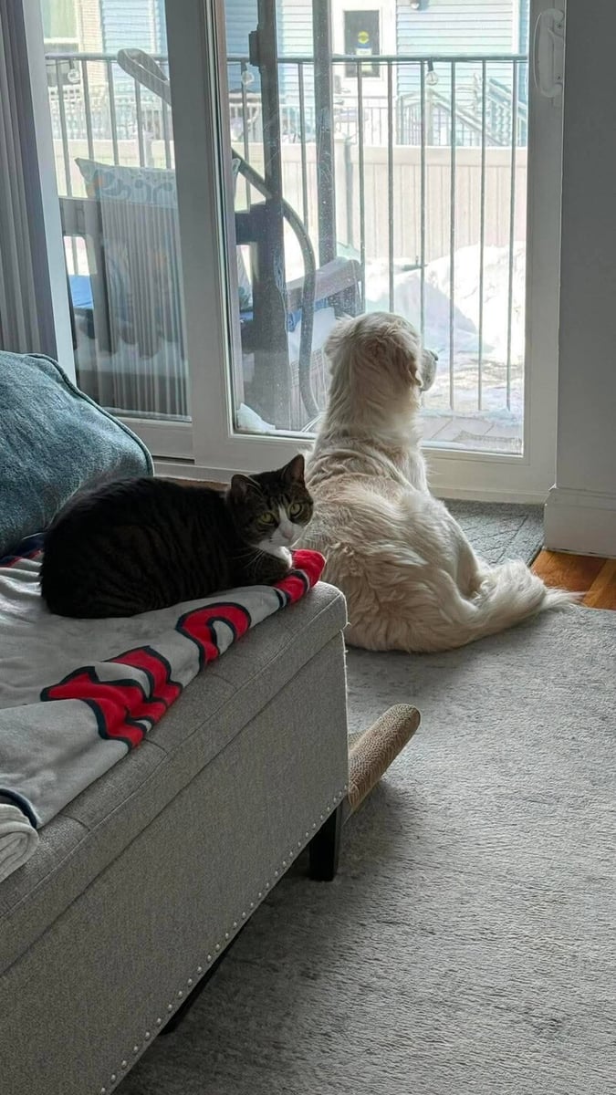 Lola the cat and Coco the golden retriever at home together