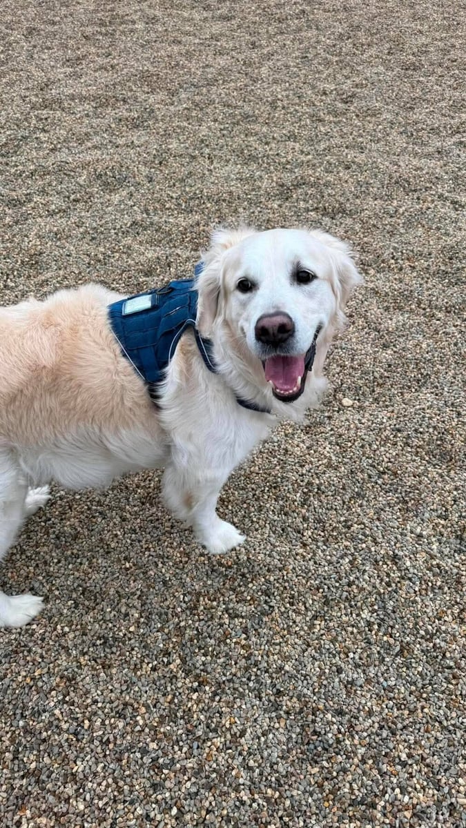 Coco the Irish cream golden retriever