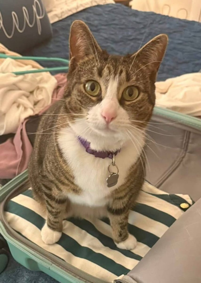 Lola the tabby cat at home