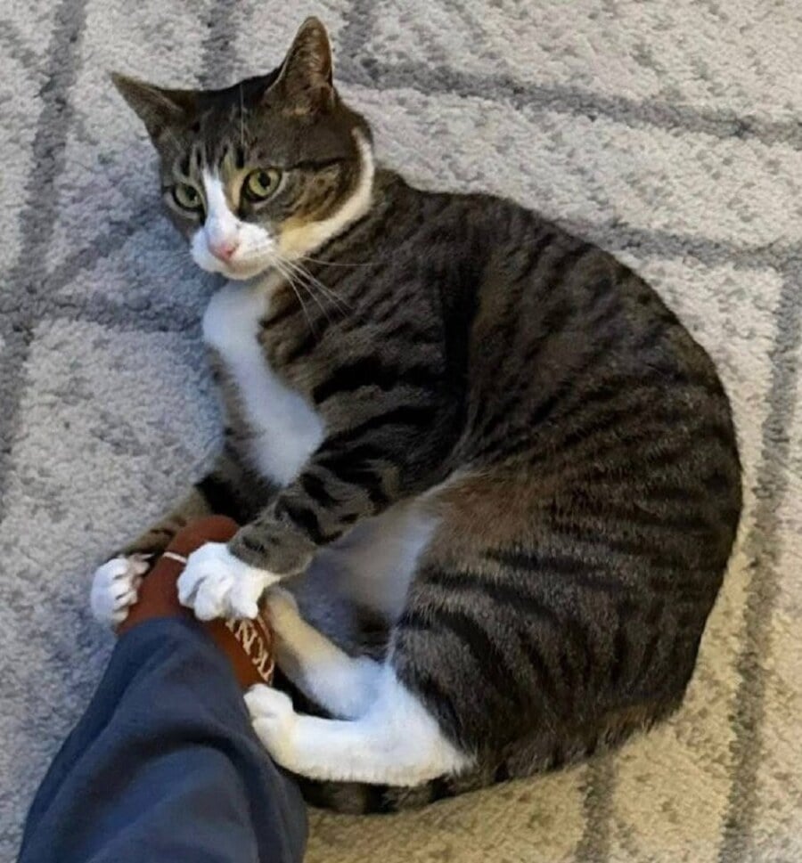 Lola the cat playing with a toy at home