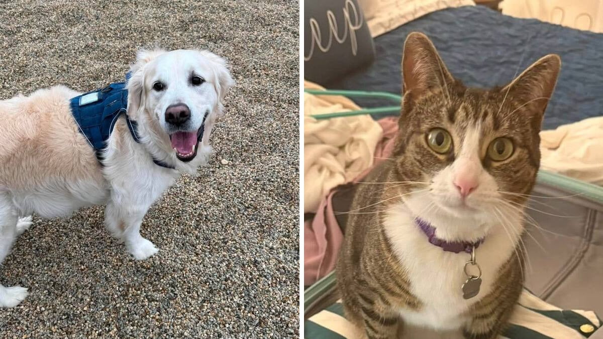 Adorable golden retriever Coco finds his family's lost cat in Malden after a frantic overnight search