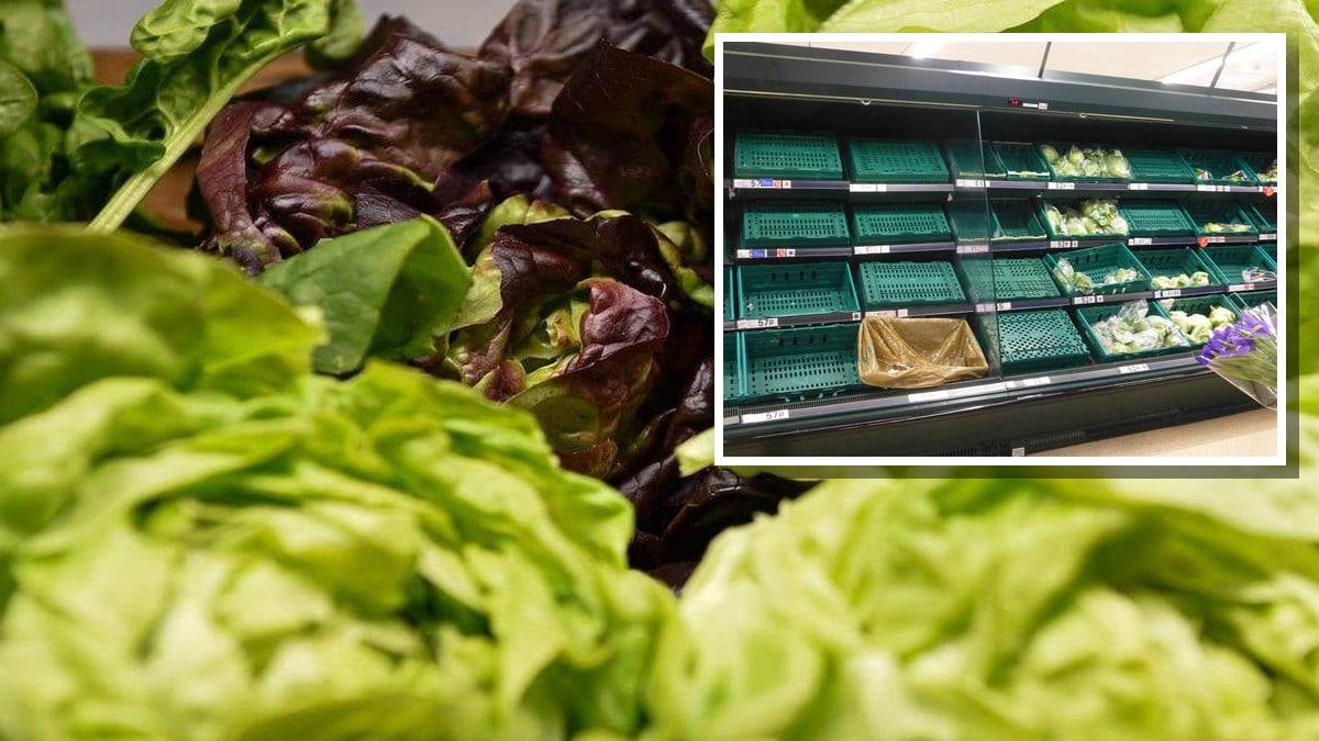 Explosive-diarrhea-causing lettuce found in Massachusetts as Feds rush to pull Taylor Farms iceberg from shelves