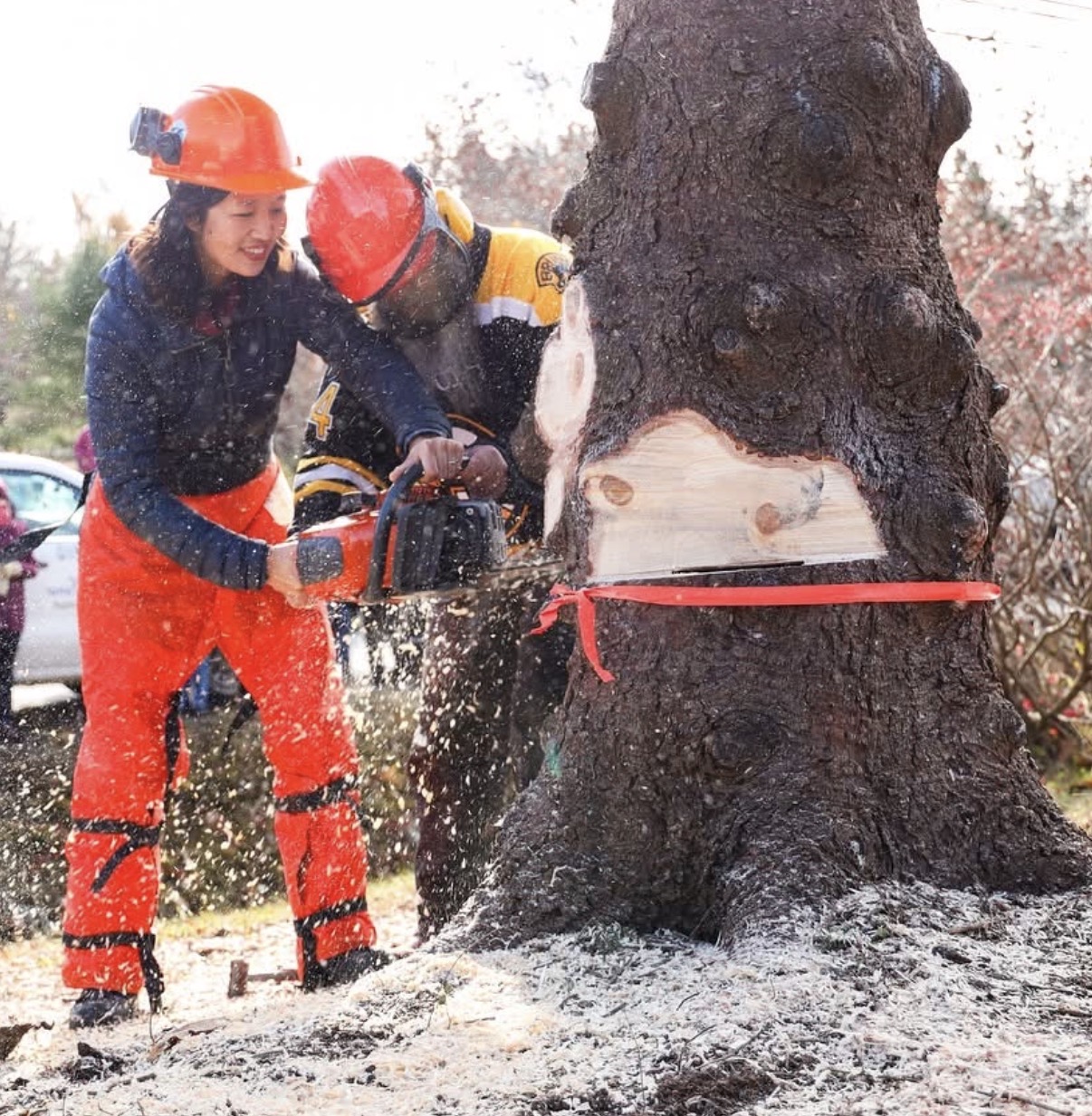 Wu takes the chainsaw herself as Halifax officials look on — the ceremonial tree-cutting that somehow sparked a five-figure taxpayer saga.