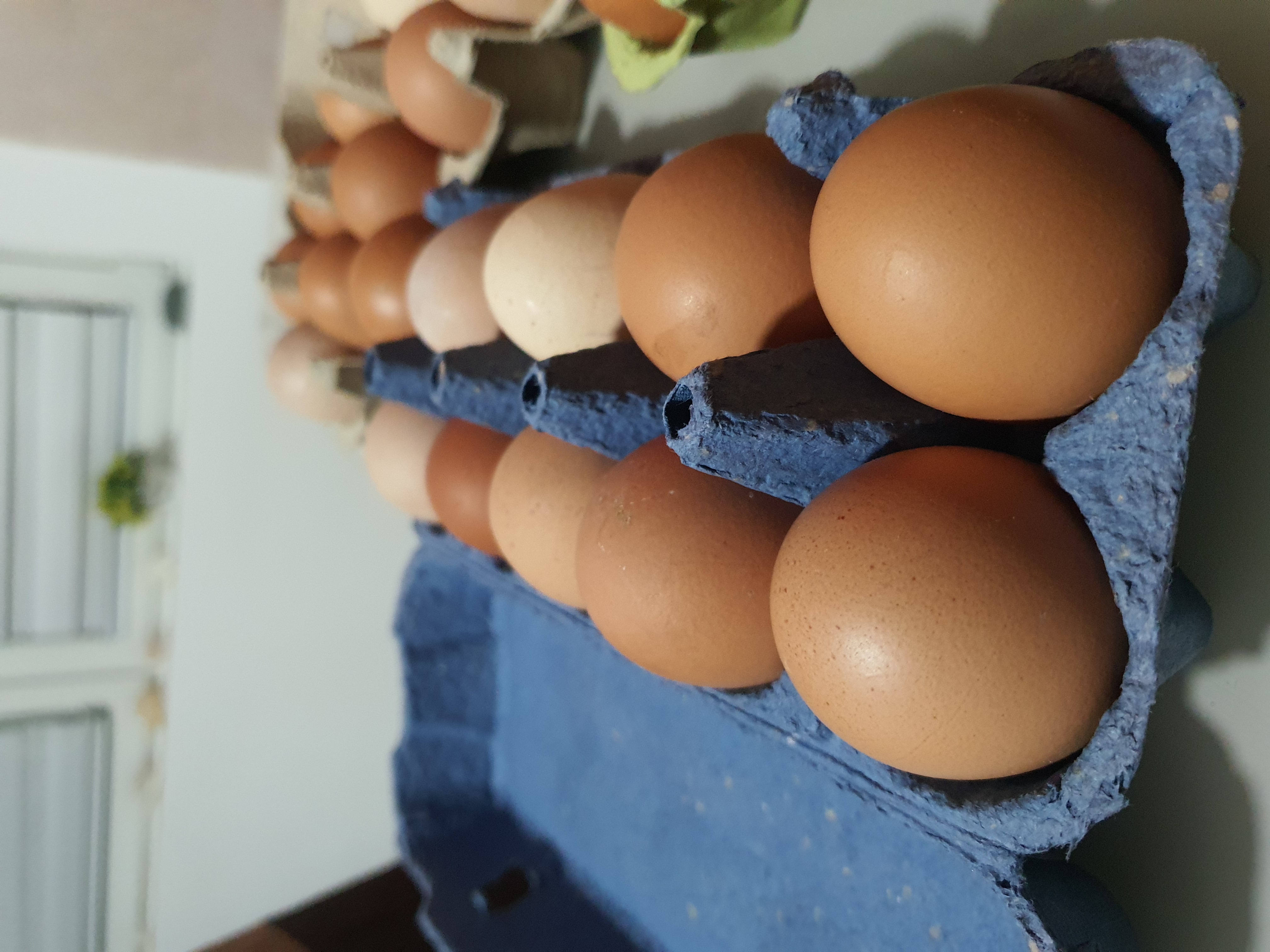 Jaja - Slobodan Uzgoj