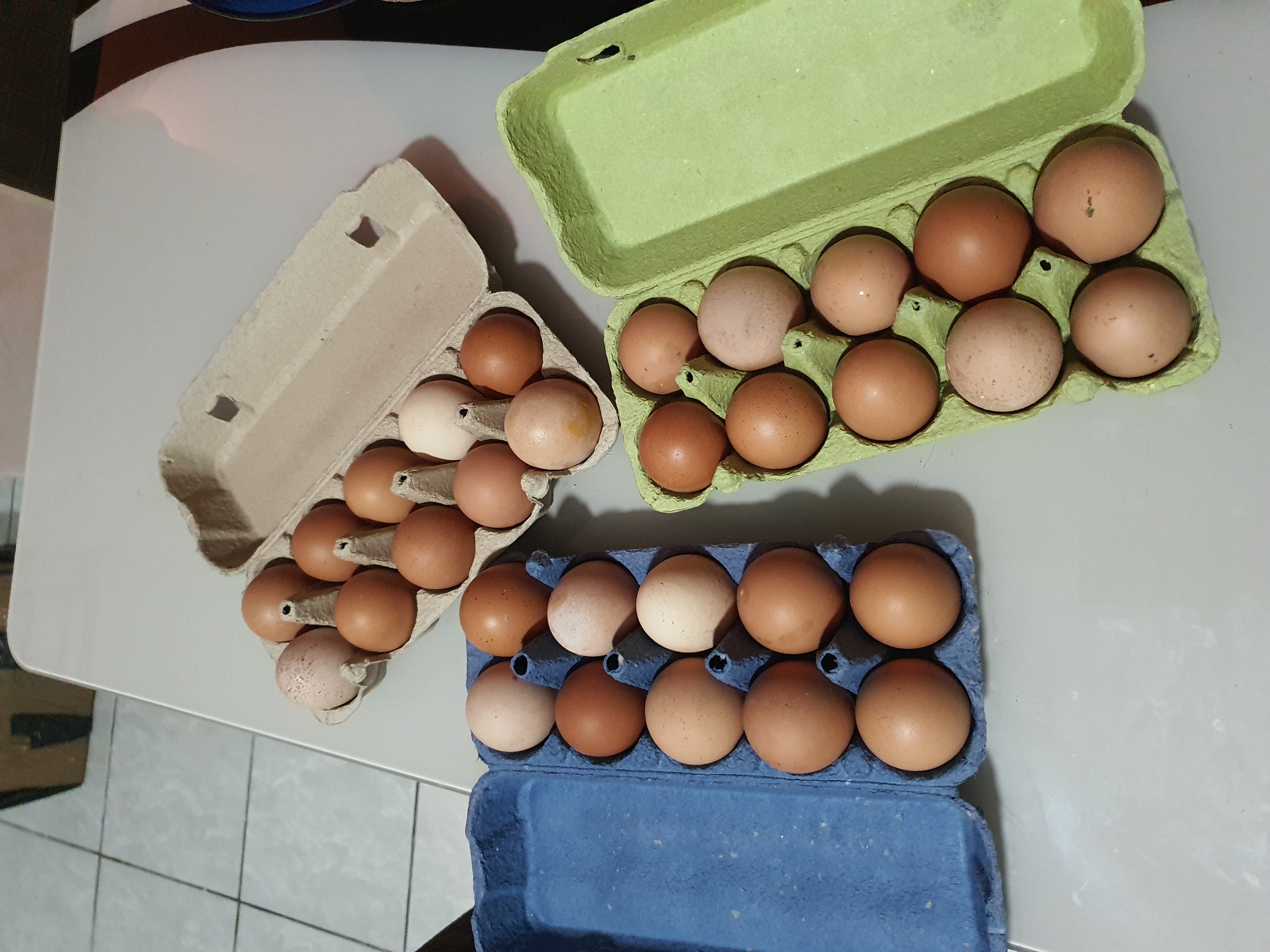 Jaja - Slobodan Uzgoj detalj 4