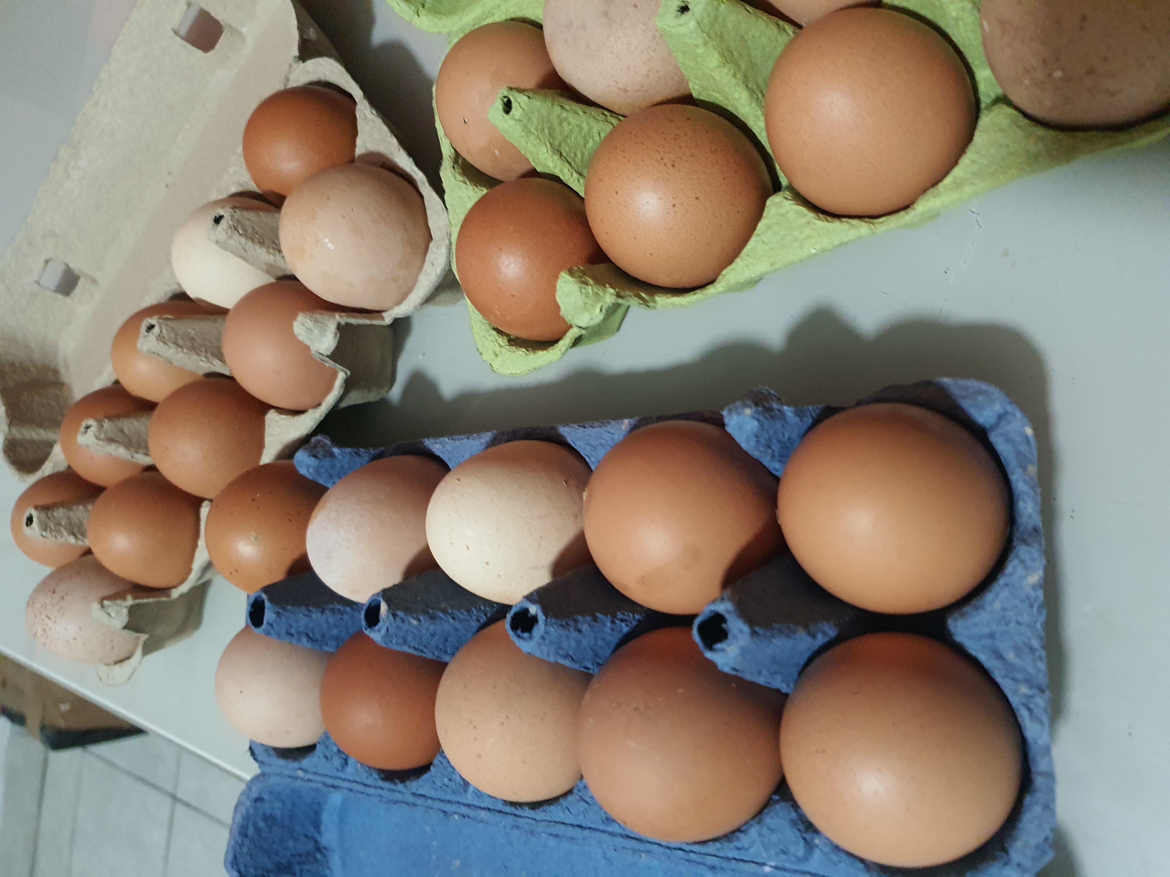 Jaja - Slobodan Uzgoj detalj 3