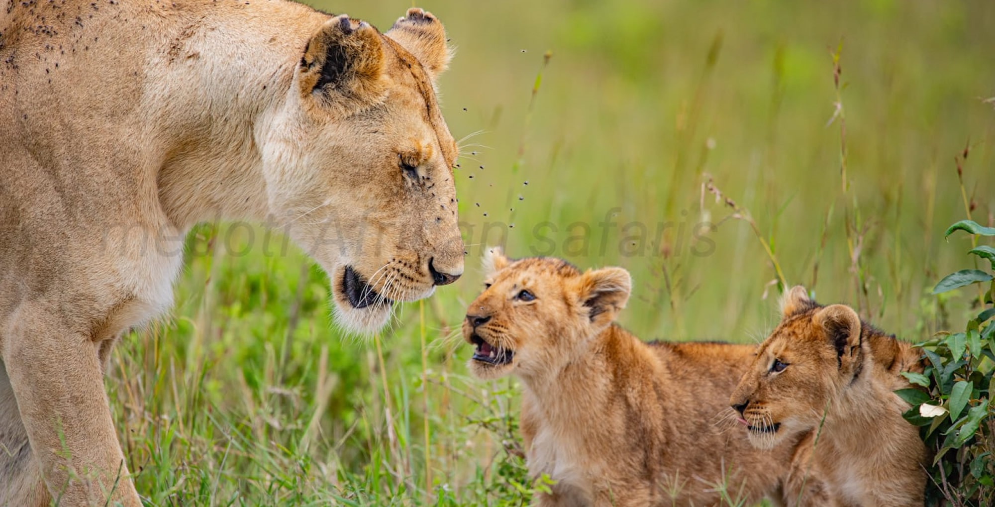 A team of safari guides smiling together