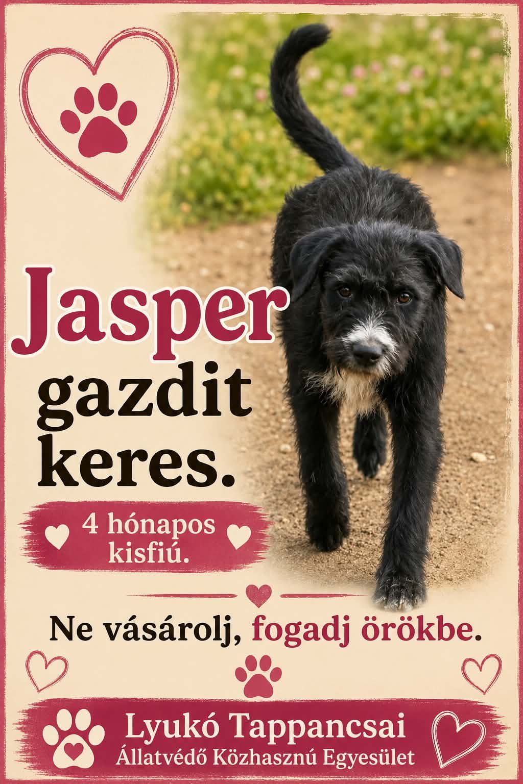 Jasper — örökbefogadható keverék