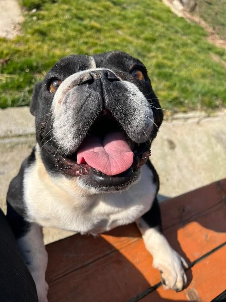 Penelope — örökbefogadható francia bulldog mix keverék