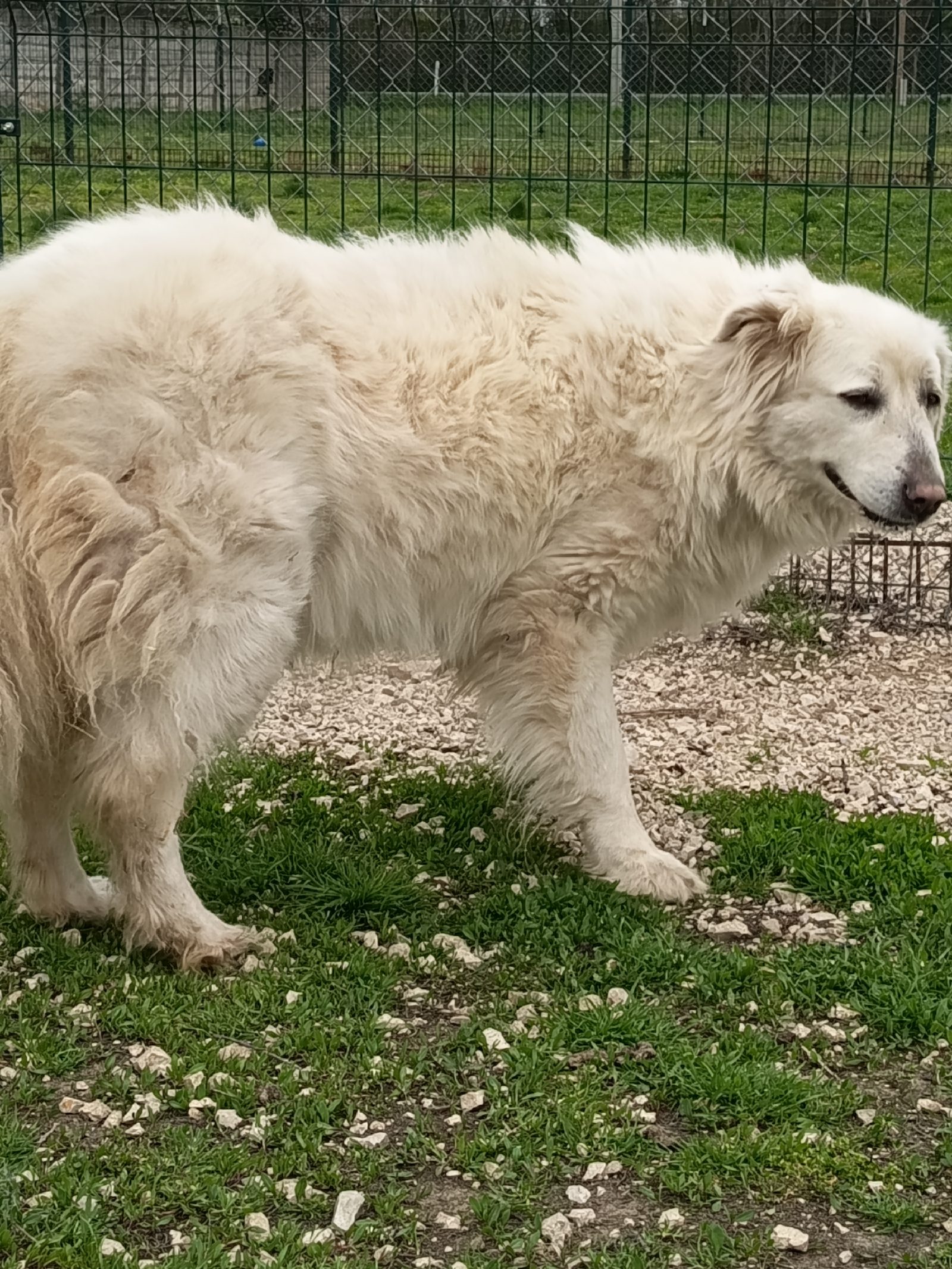 Maci — örökbefogadható kuvasz