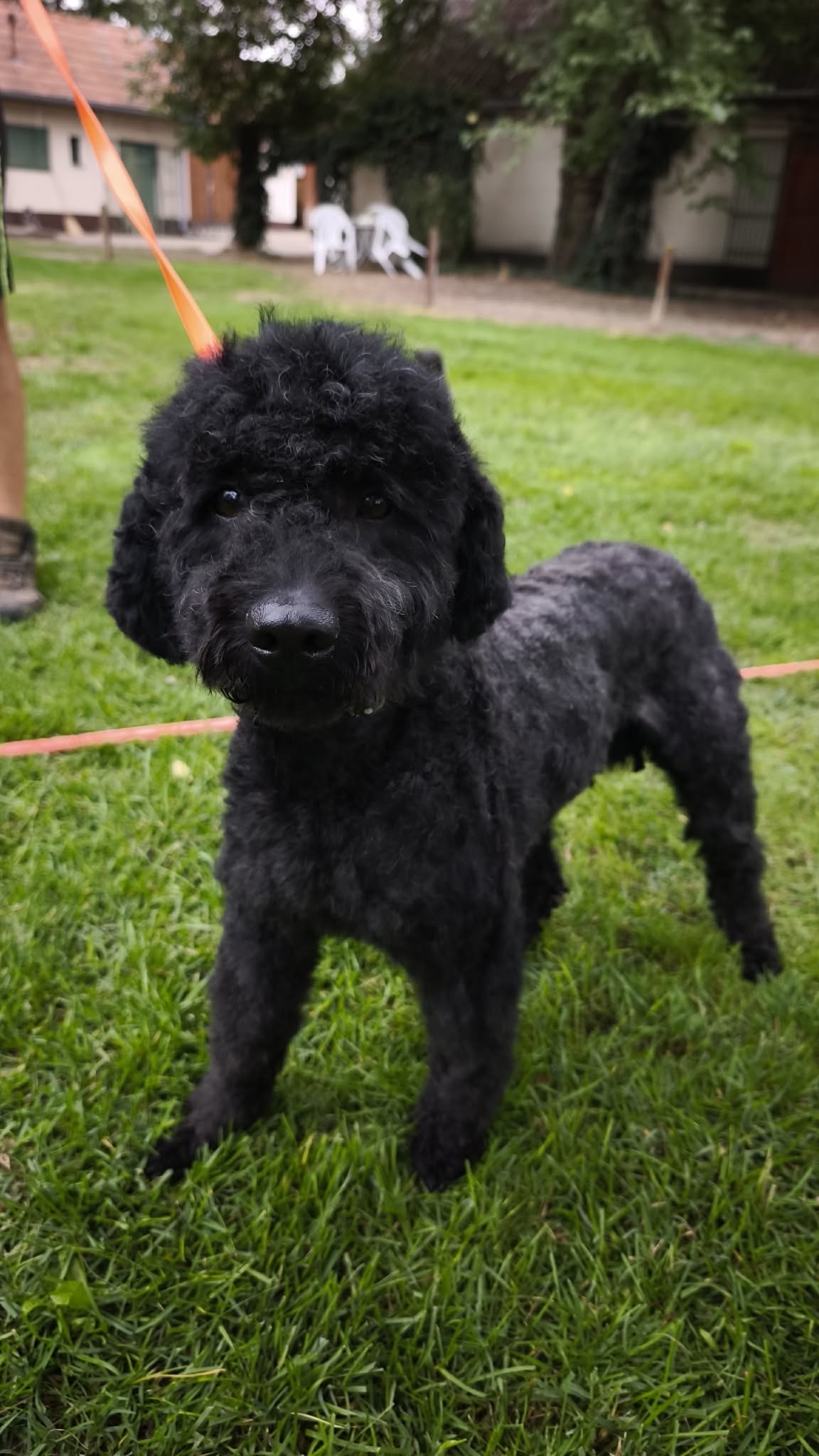 BOJTAR — örökbefogadható hungarian puli